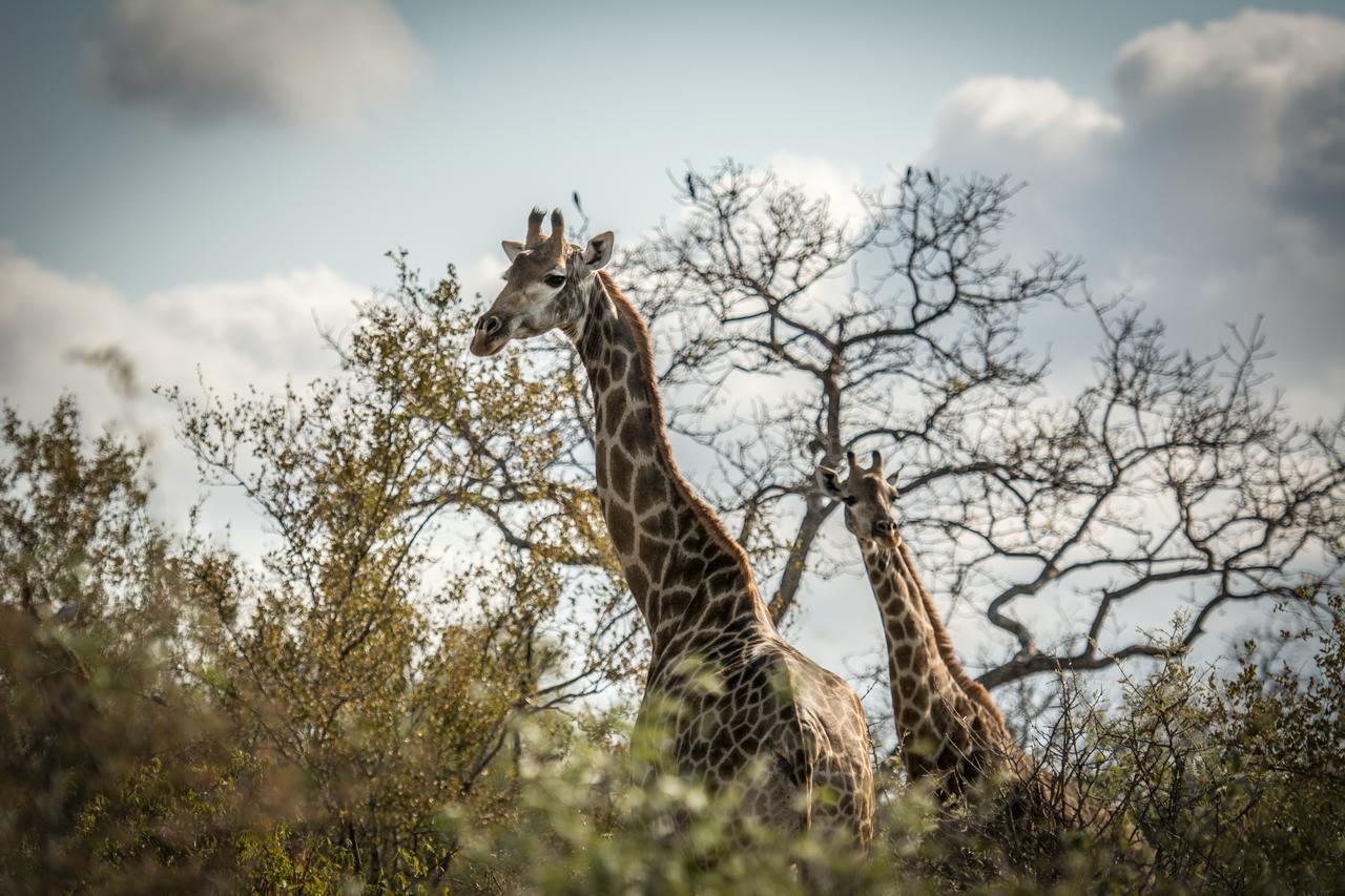 فيلا Garonga Safari Makalali Game Reserve المظهر الخارجي الصورة