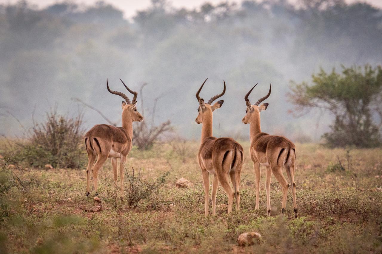 فيلا Garonga Safari Makalali Game Reserve المظهر الخارجي الصورة