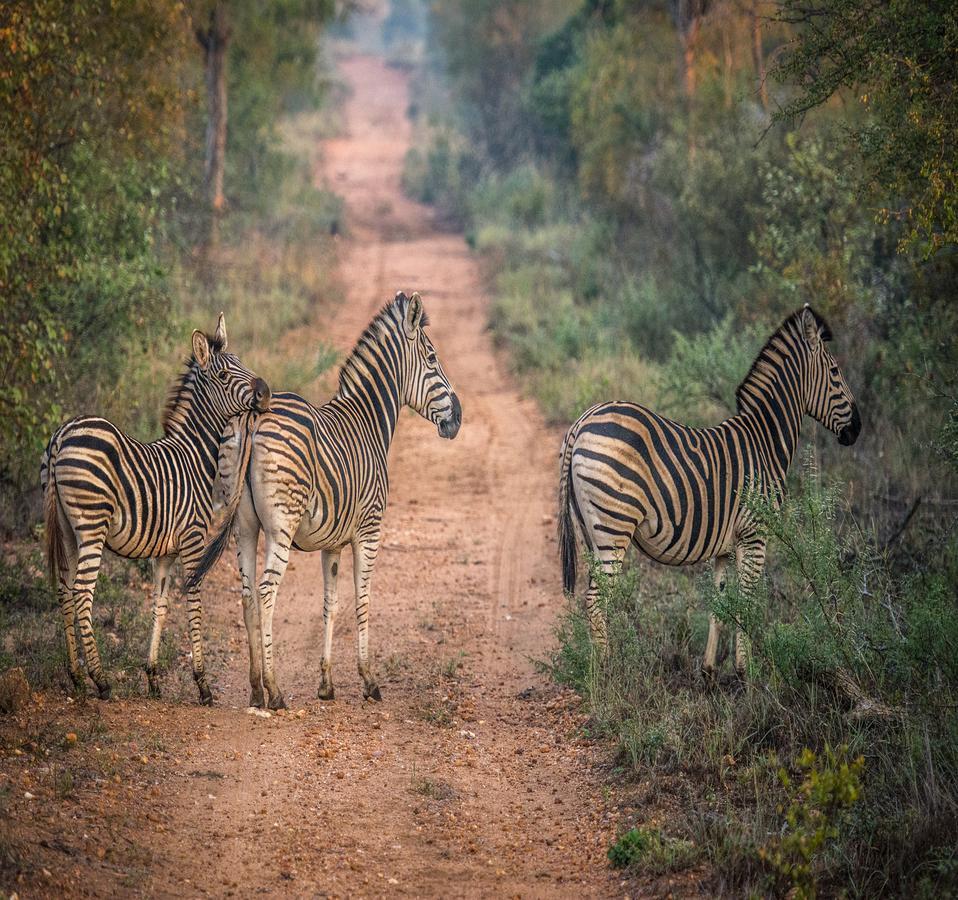 فيلا Garonga Safari Makalali Game Reserve المظهر الخارجي الصورة