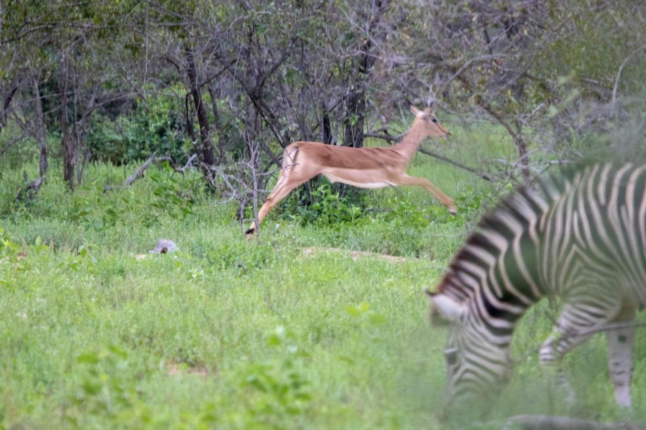 فيلا Garonga Safari Makalali Game Reserve المظهر الخارجي الصورة