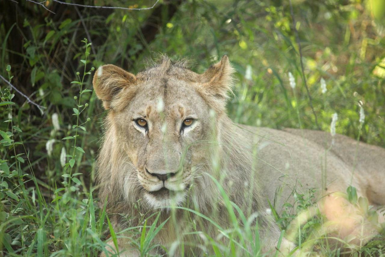 فيلا Garonga Safari Makalali Game Reserve المظهر الخارجي الصورة
