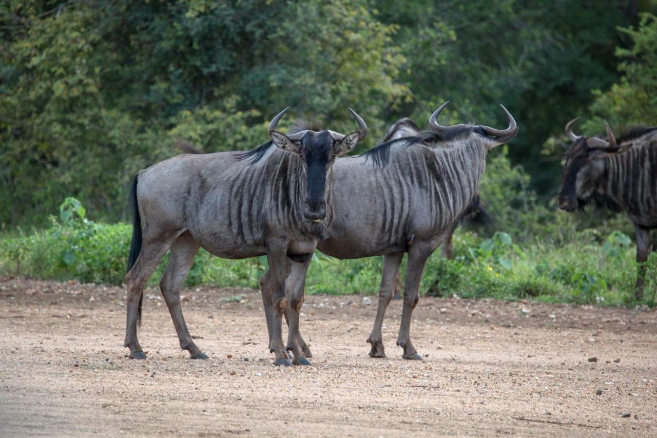 فيلا Garonga Safari Makalali Game Reserve المظهر الخارجي الصورة