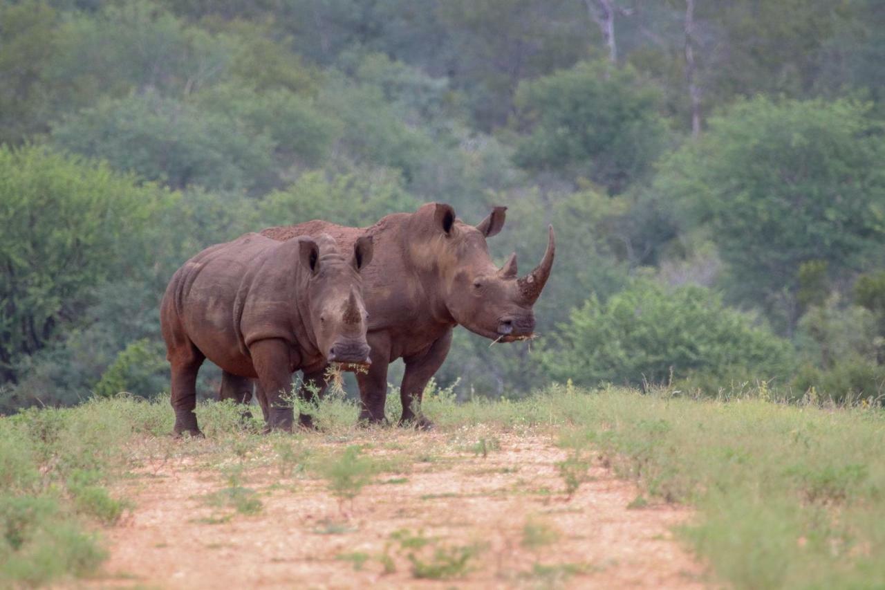 فيلا Garonga Safari Makalali Game Reserve المظهر الخارجي الصورة