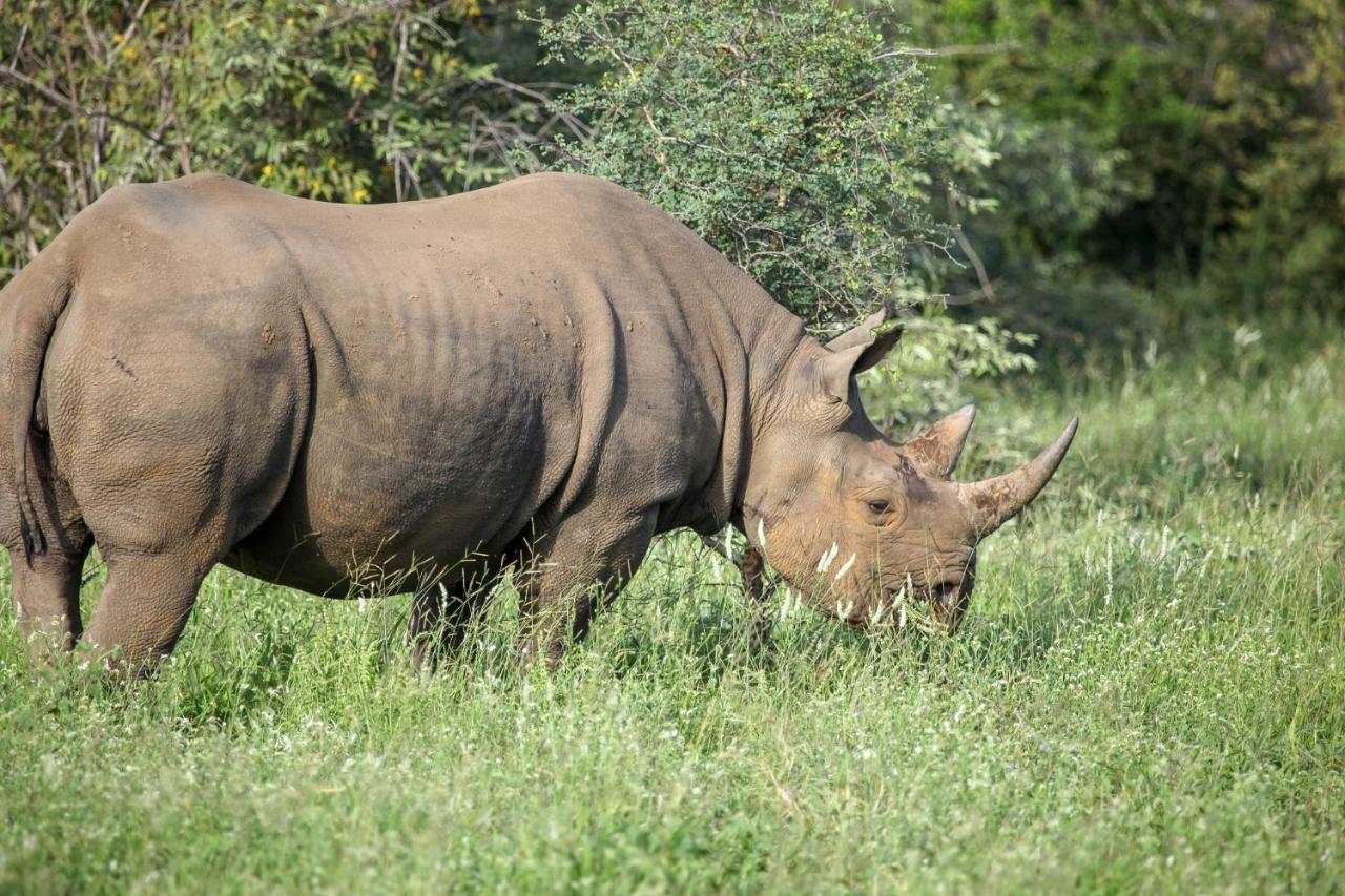 فيلا Garonga Safari Makalali Game Reserve المظهر الخارجي الصورة