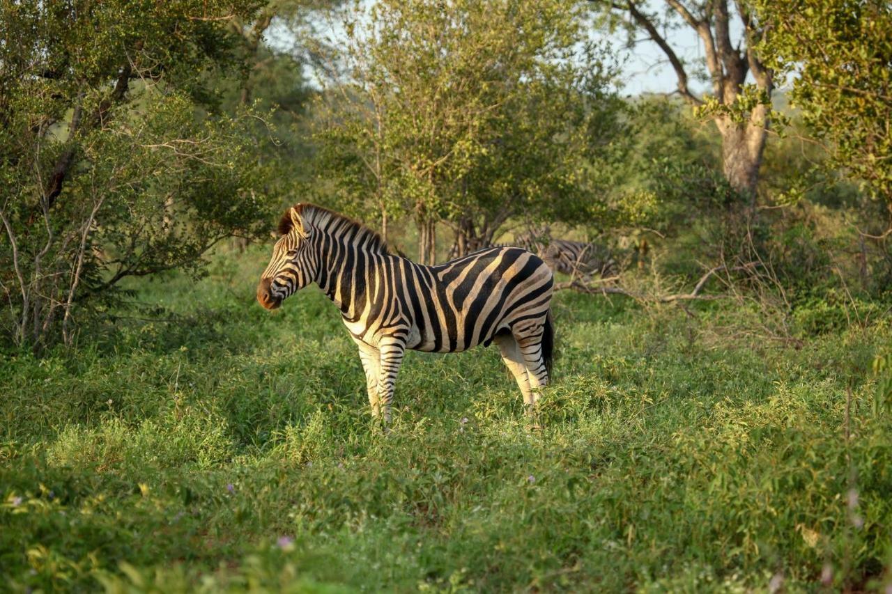 فيلا Garonga Safari Makalali Game Reserve المظهر الخارجي الصورة
